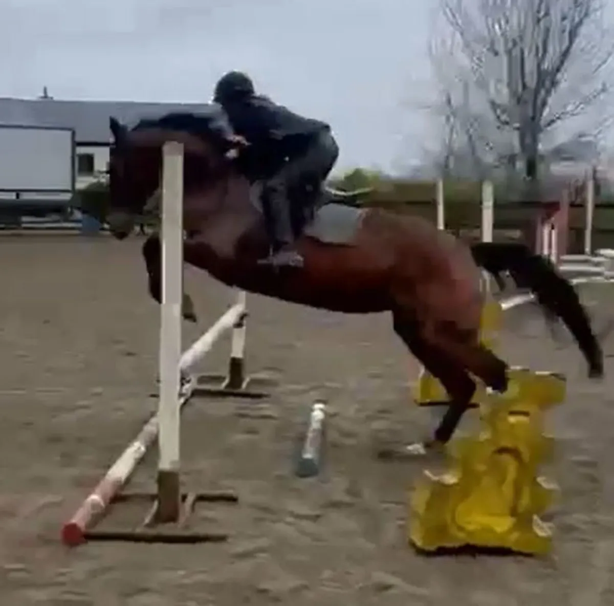 16.2 unnamed thoroughbred filly - Image 1