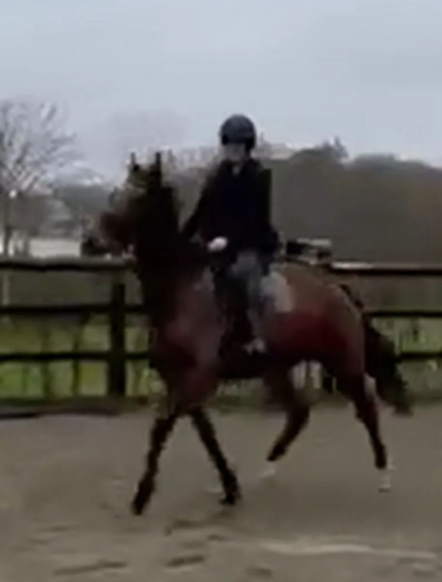 16.2 unnamed thoroughbred filly - Image 2