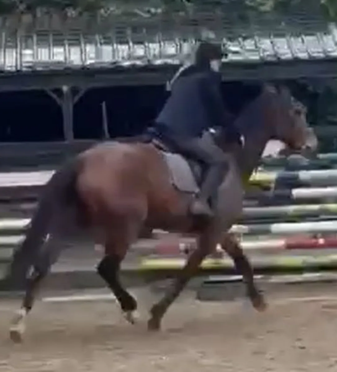 16.2 unnamed thoroughbred filly - Image 3