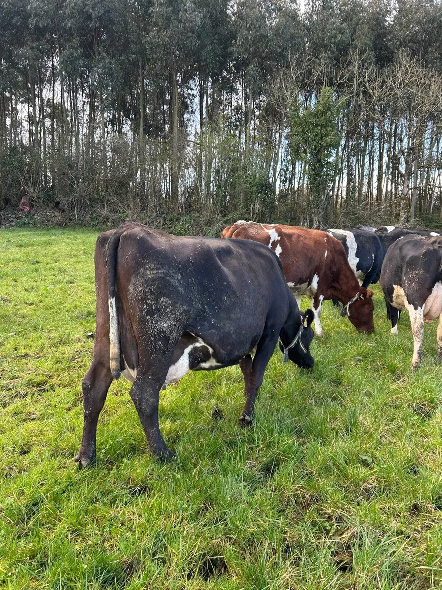 Incalf Cows and heifers - Image 2