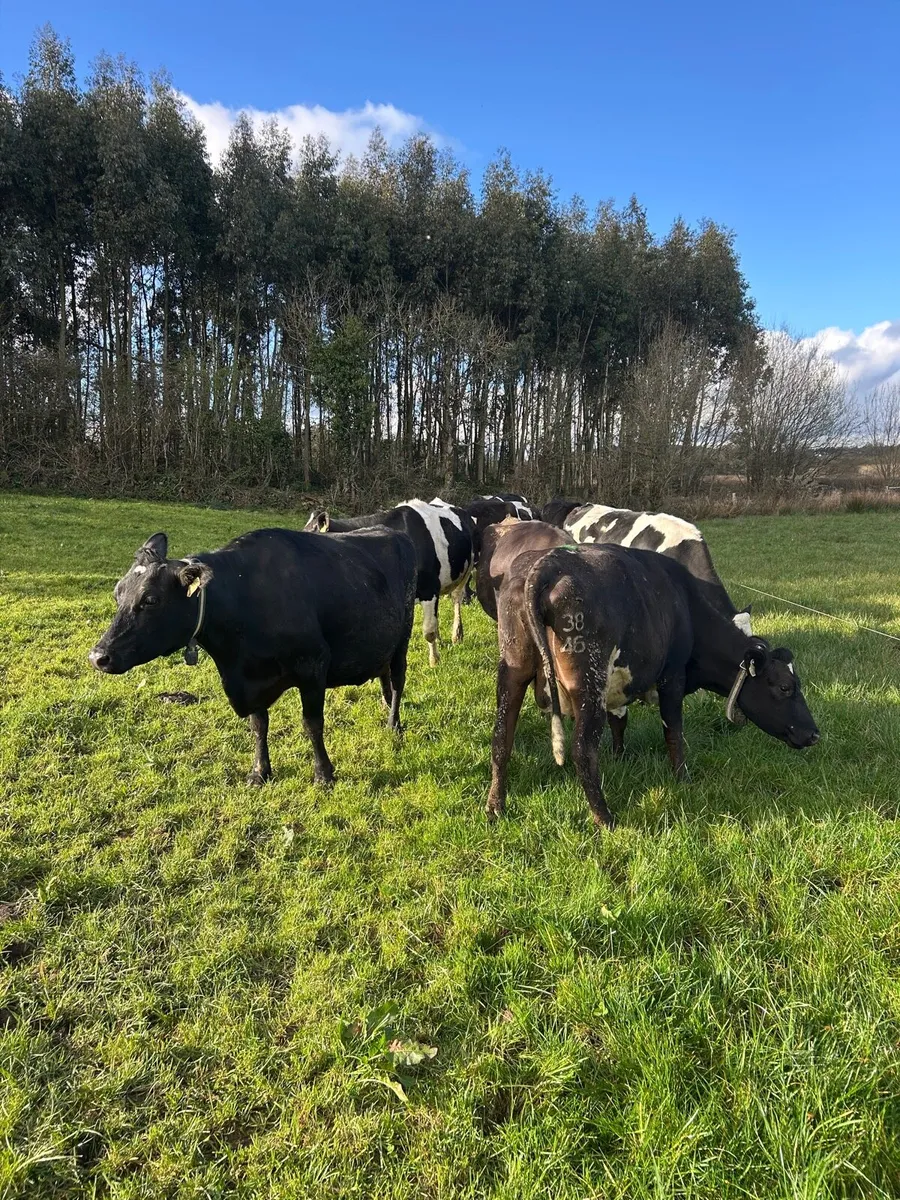 Incalf Cows and heifers - Image 3