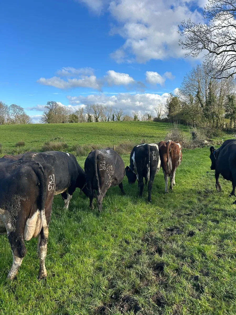 Incalf Cows and heifers - Image 1