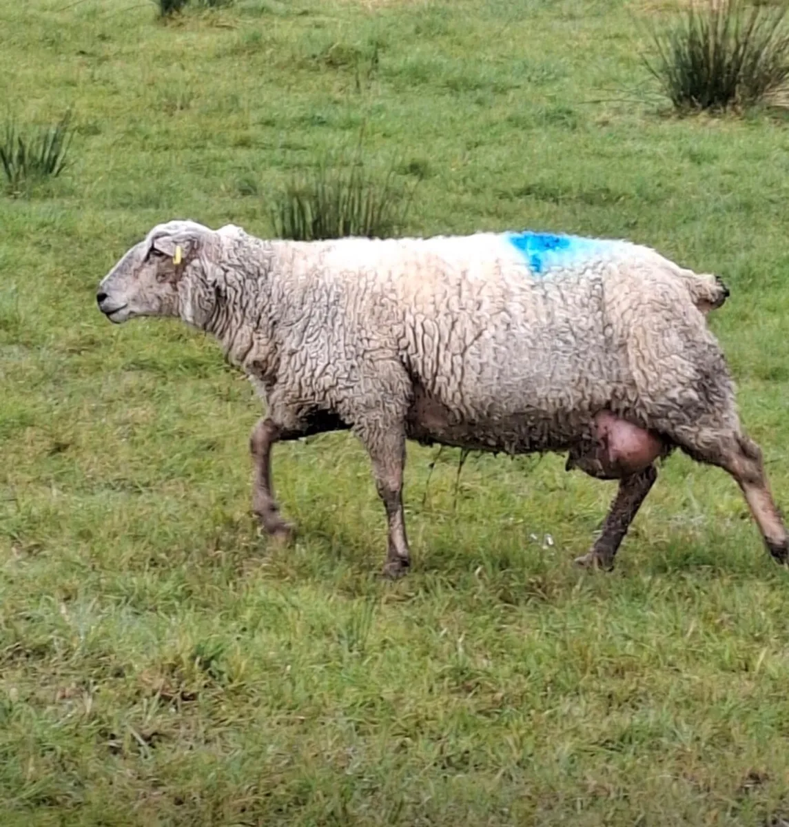 Foster Ewe - Image 1