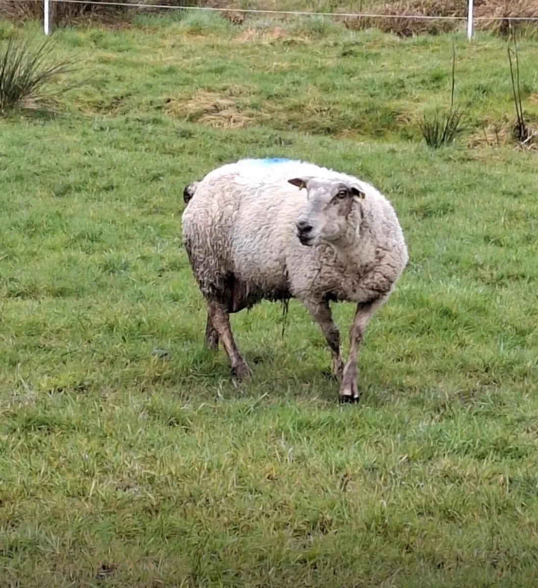 Foster Ewe - Image 2