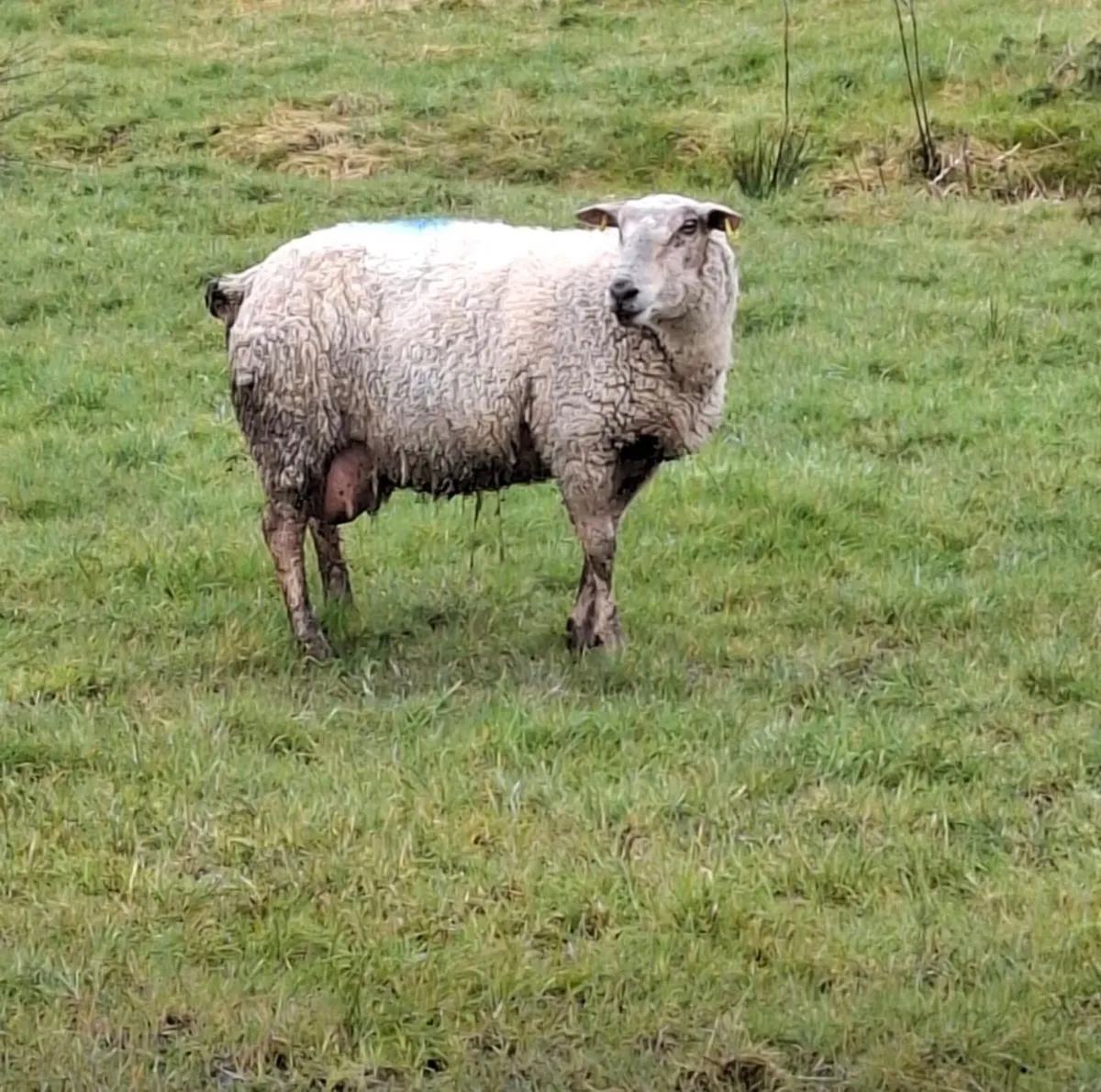 Foster Ewe - Image 3