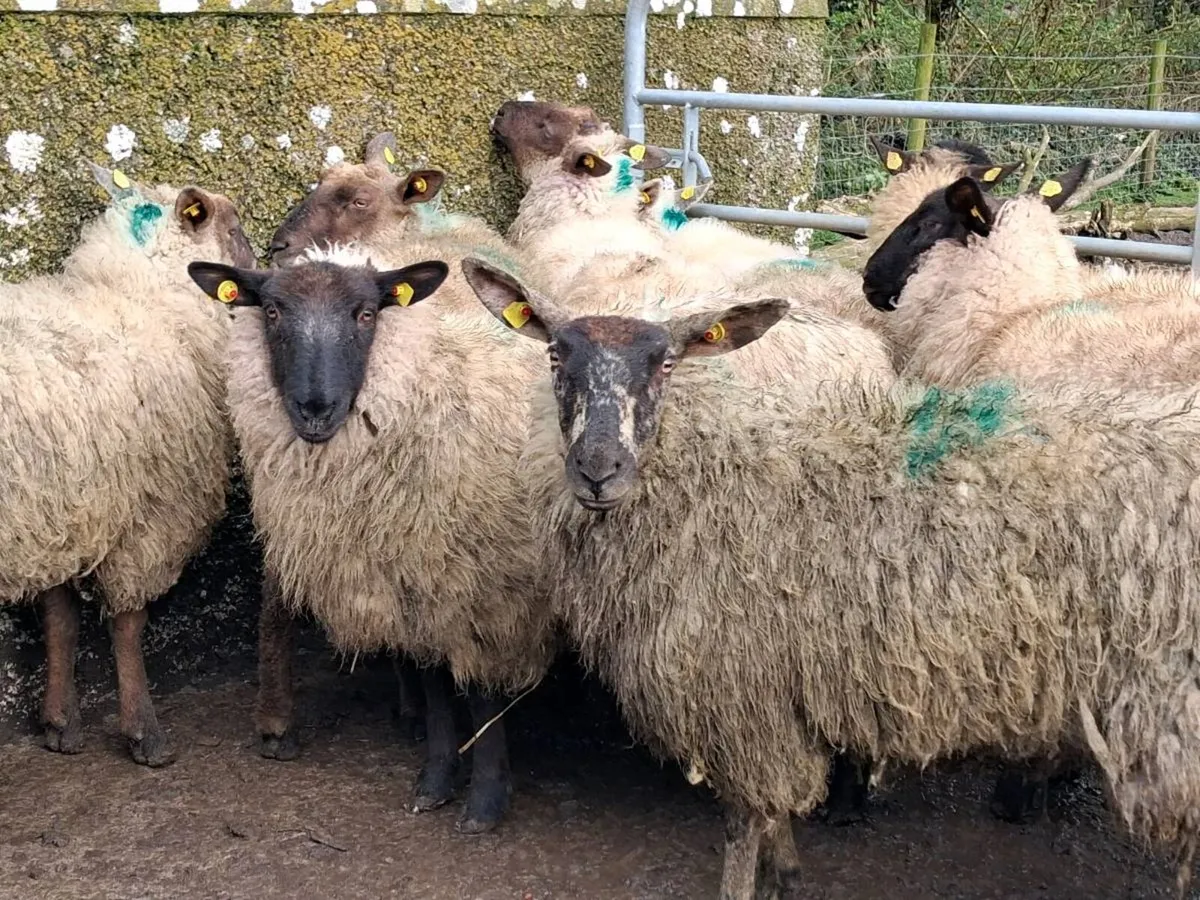 12 Suffolk Ewe Hoggets - Image 1