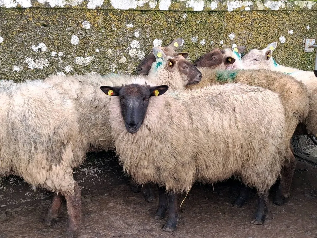 12 Suffolk Ewe Hoggets - Image 2
