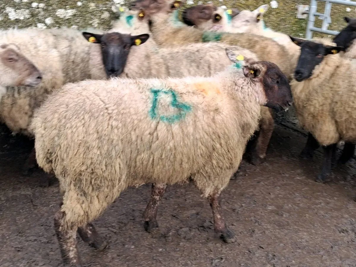 12 Suffolk Ewe Hoggets - Image 3