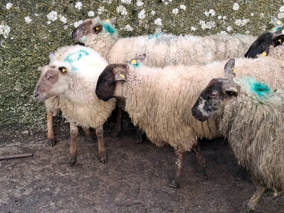 12 Suffolk Ewe Hoggets - Image 4