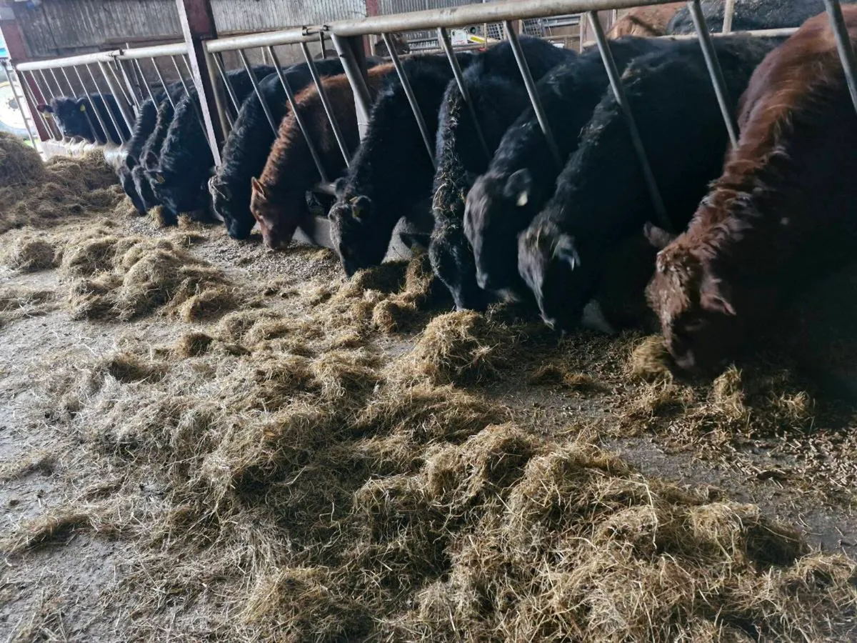 Pedigree Angus and Hereford bulls - Image 1