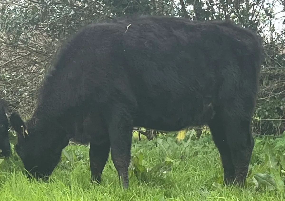 Angus Heifers - Image 2