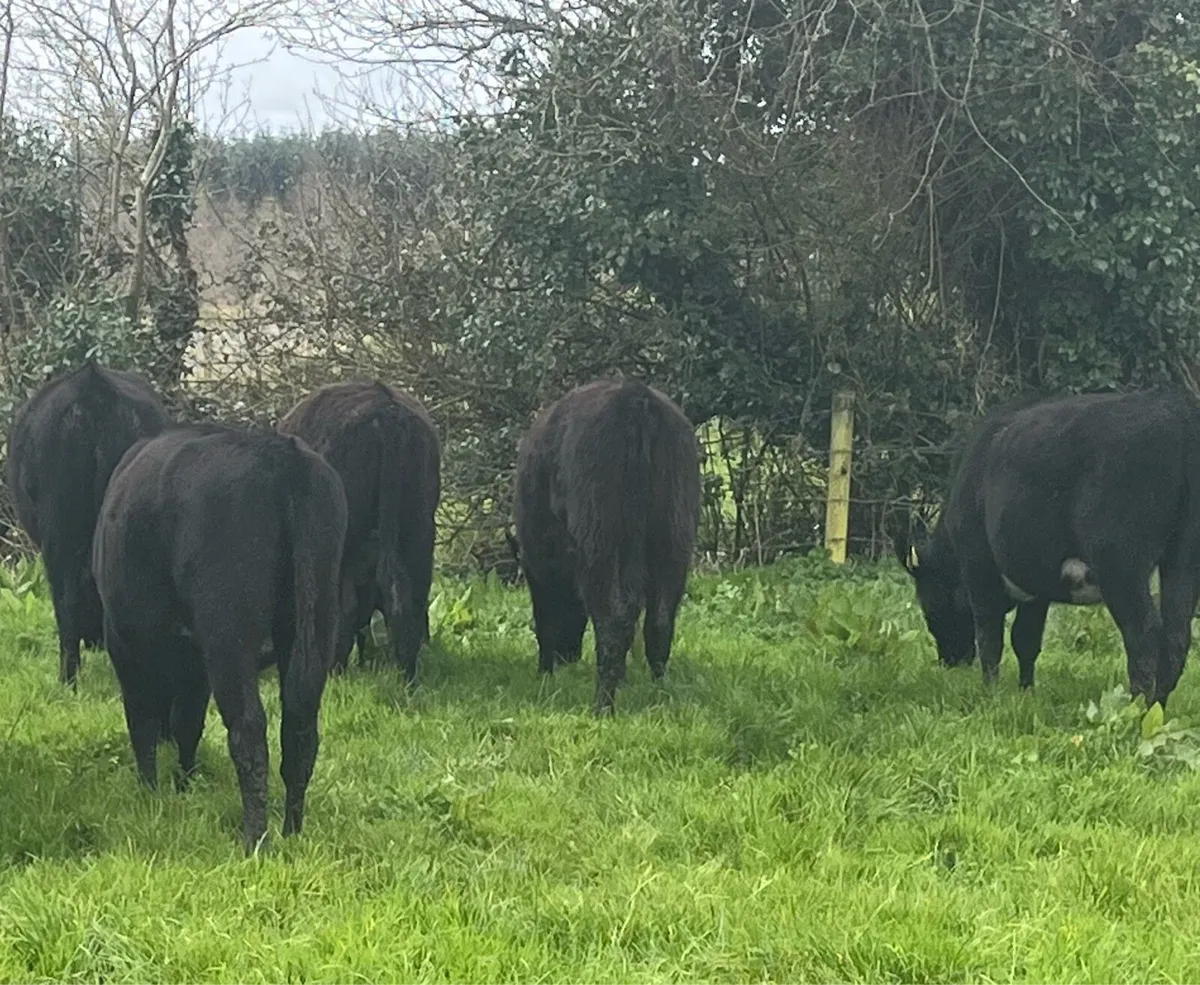 Angus Heifers - Image 3