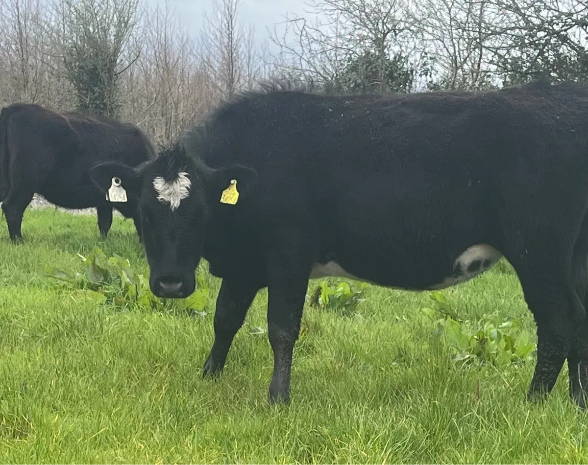 Angus Heifers - Image 4