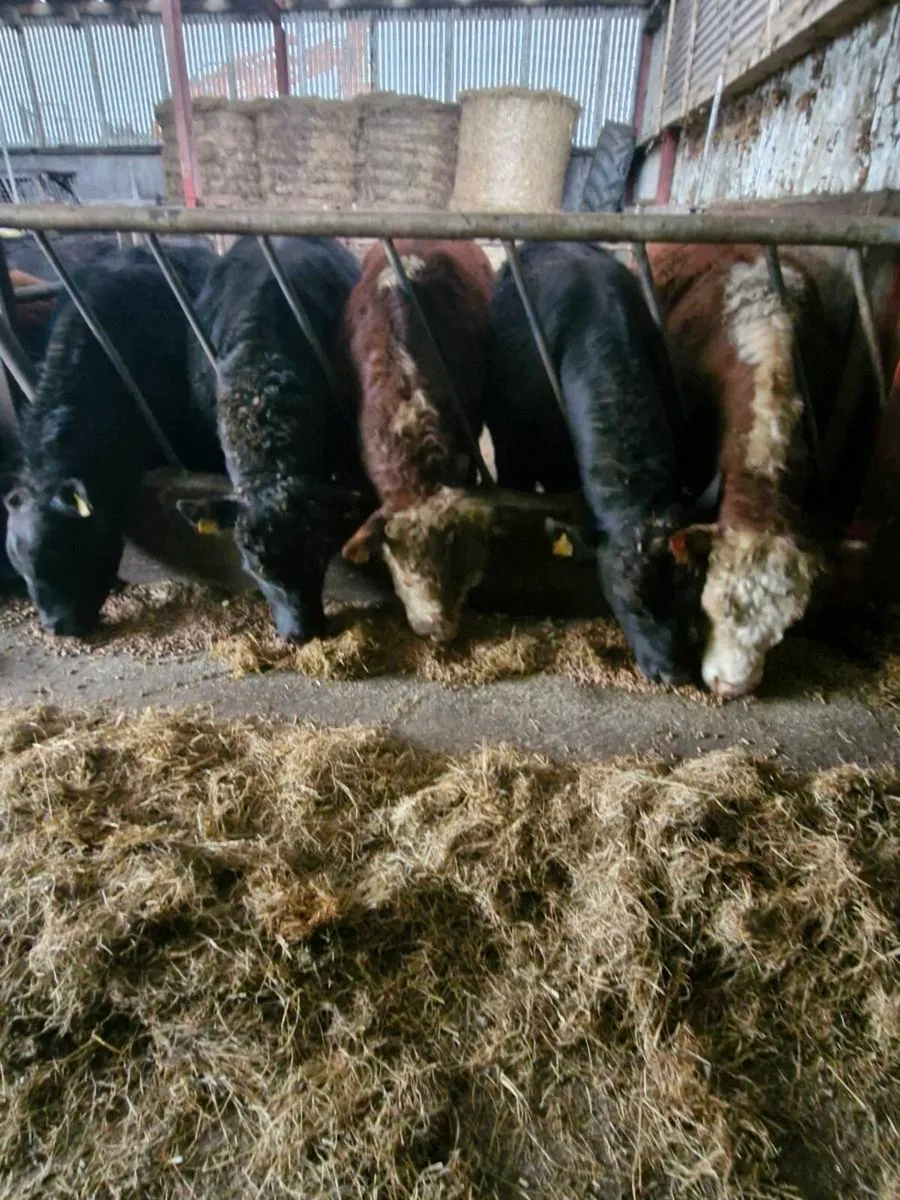 Pedigree Angus and Hereford bulls - Image 2