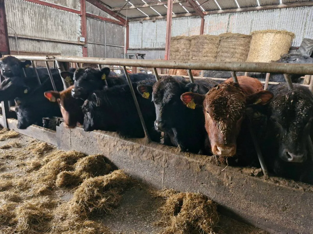 Pedigree Angus and Hereford bulls - Image 3