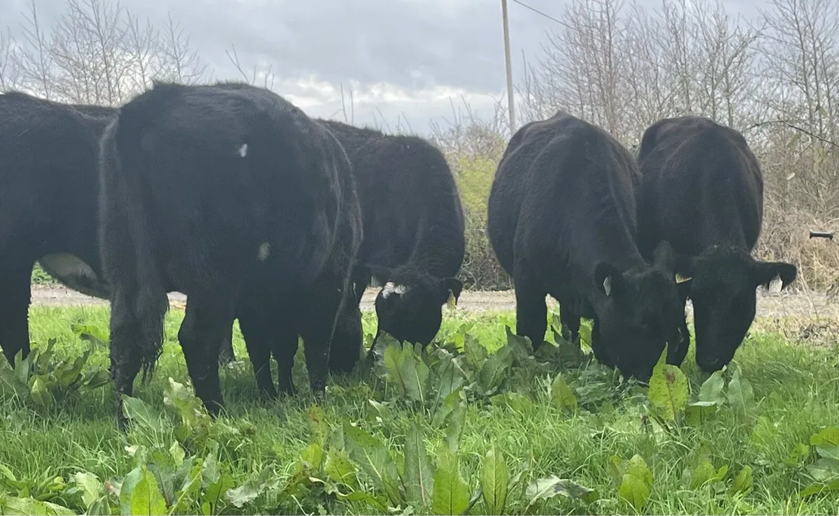 Angus Heifers - Image 1