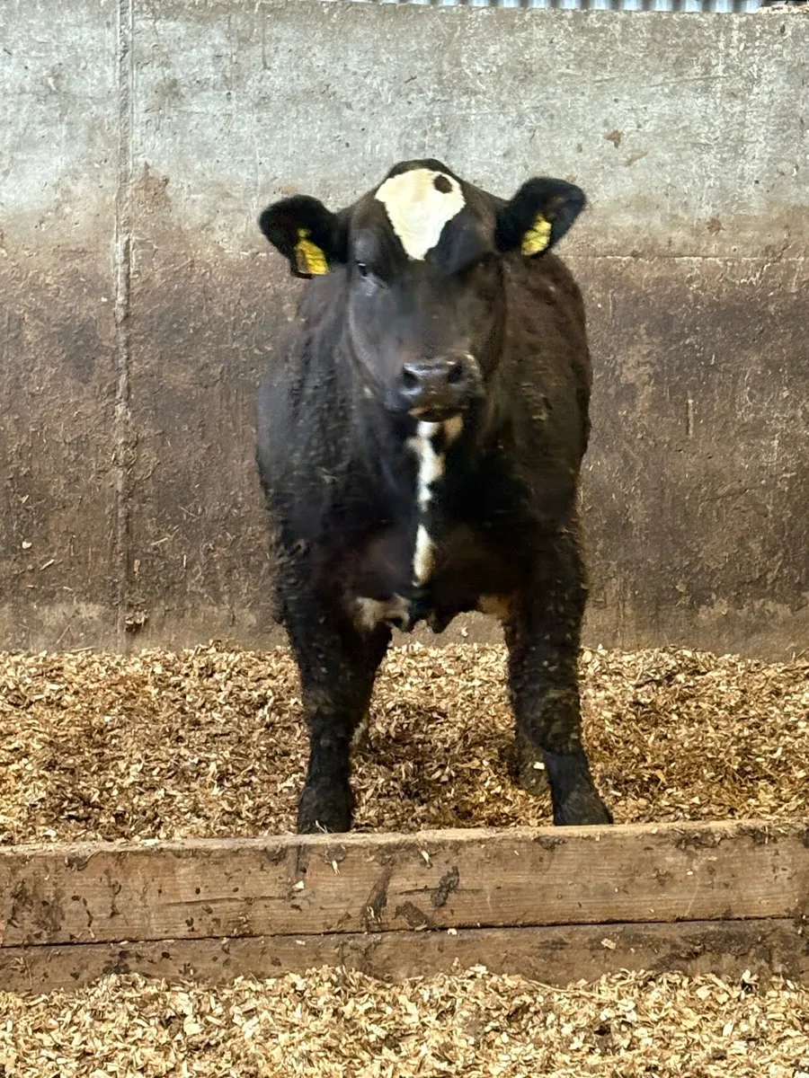 🌟Breeding heifer Weanling🌟 - Image 1