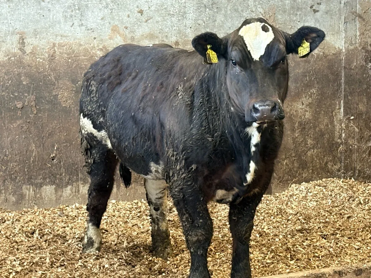 🌟Breeding heifer Weanling🌟 - Image 2