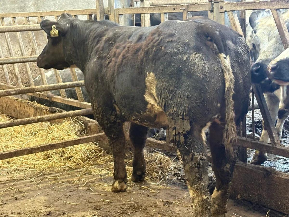 🌟Breeding heifer Weanling🌟 - Image 3