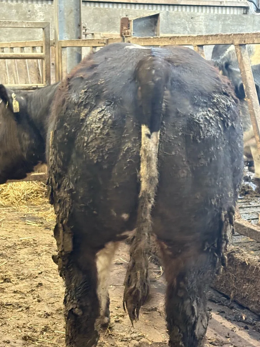 🌟Breeding heifer Weanling🌟 - Image 4