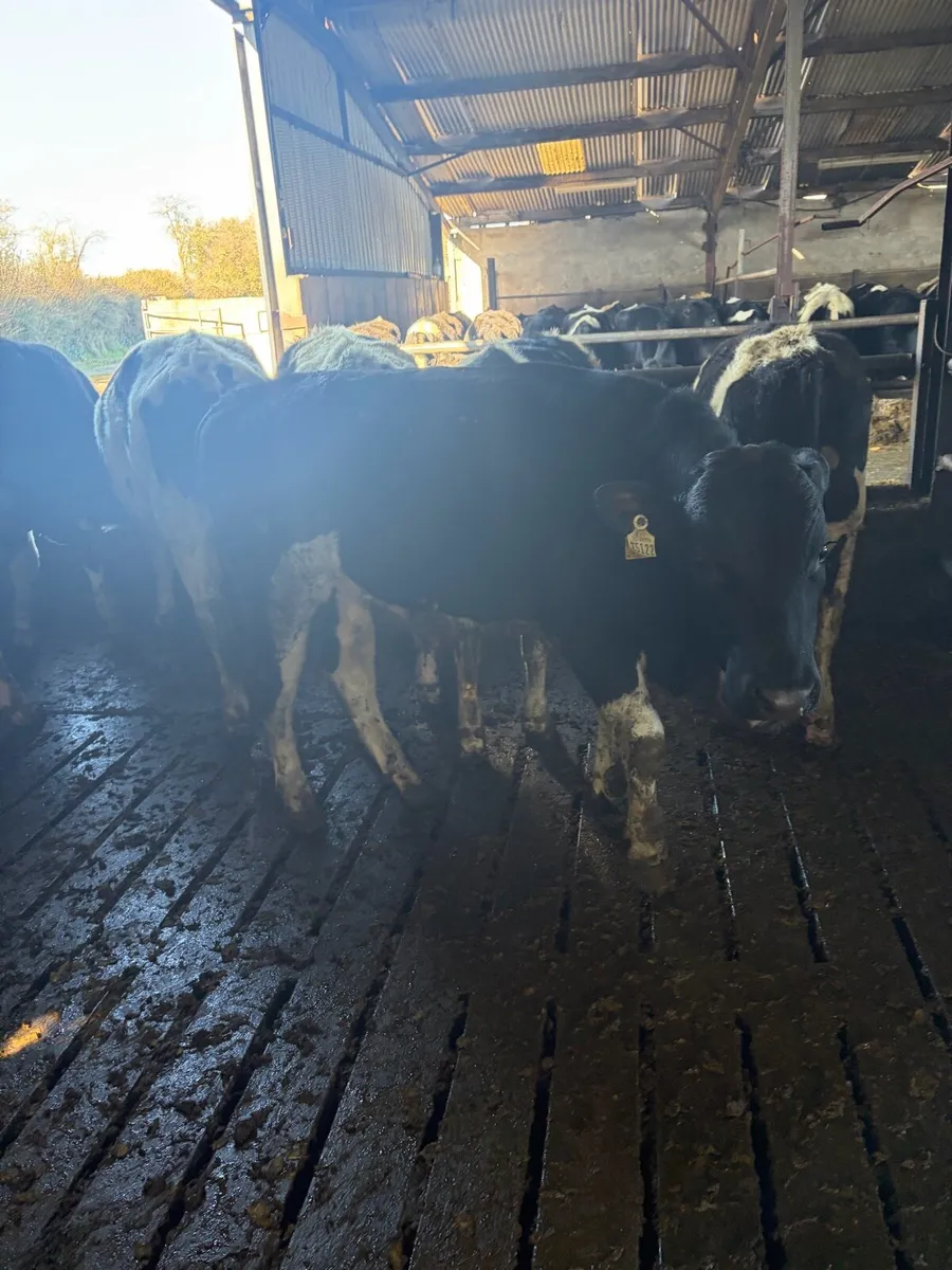 Teaser bulls - Image 2