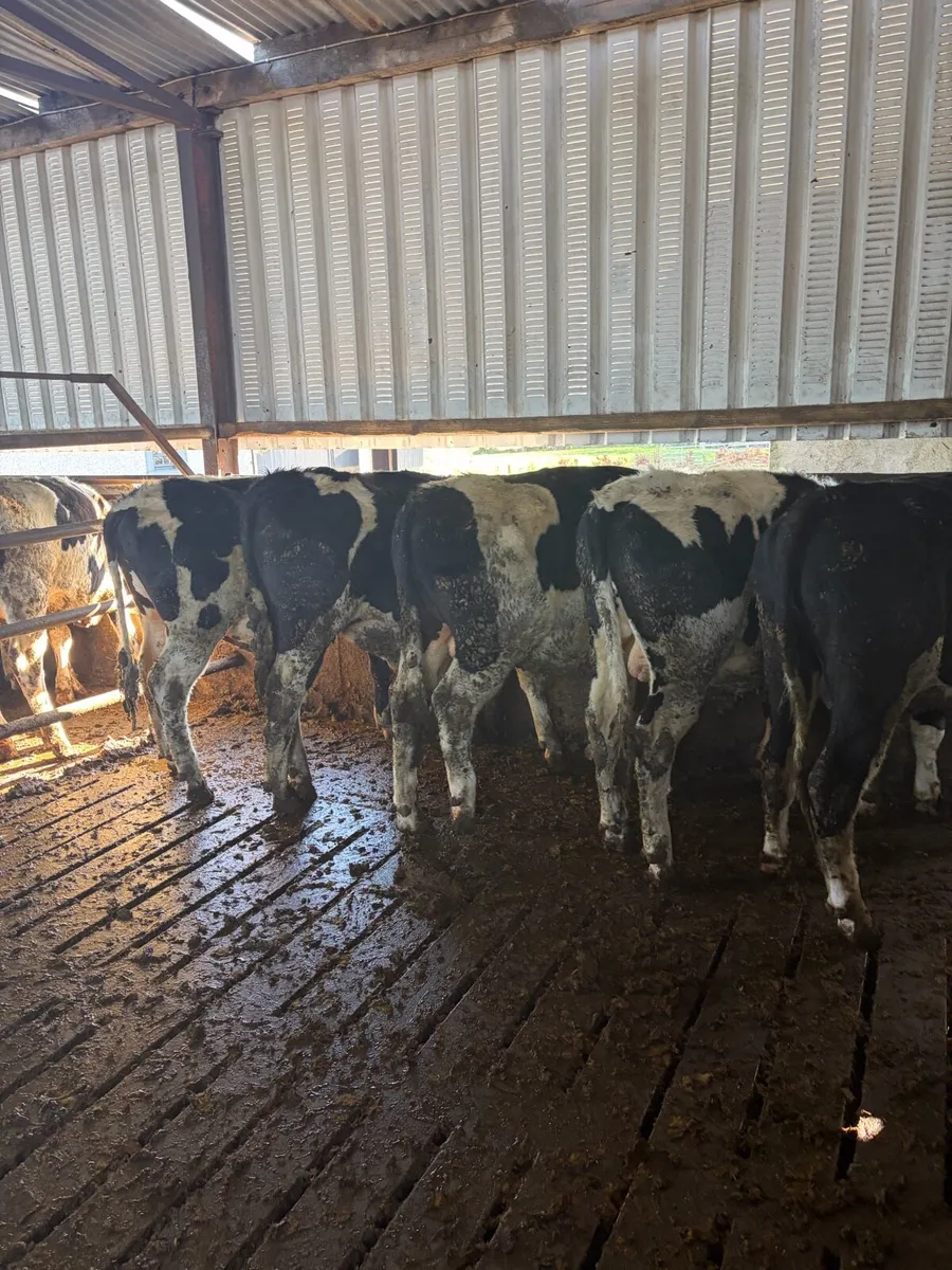 Teaser bulls - Image 3