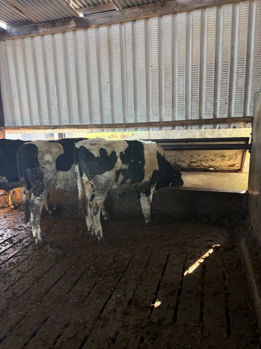 Teaser bulls - Image 4