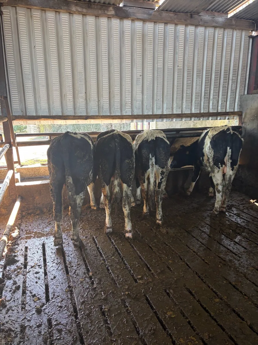 Teaser bulls - Image 1