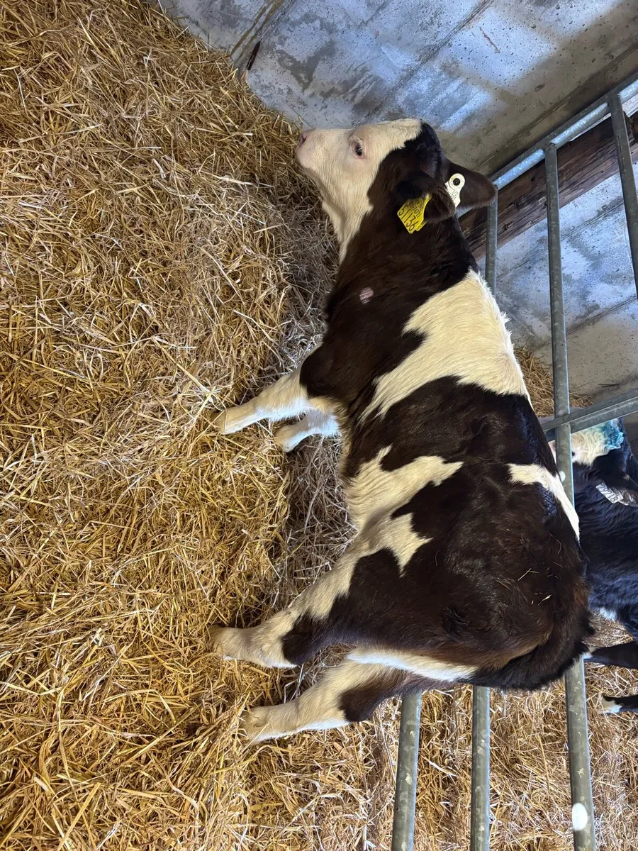 Good strong white head calves for sale - Image 1