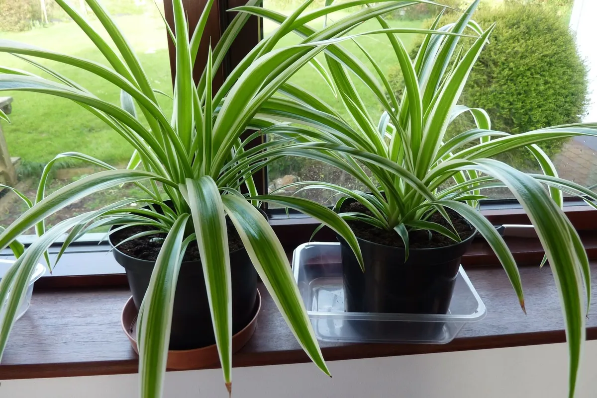 Large spider plants