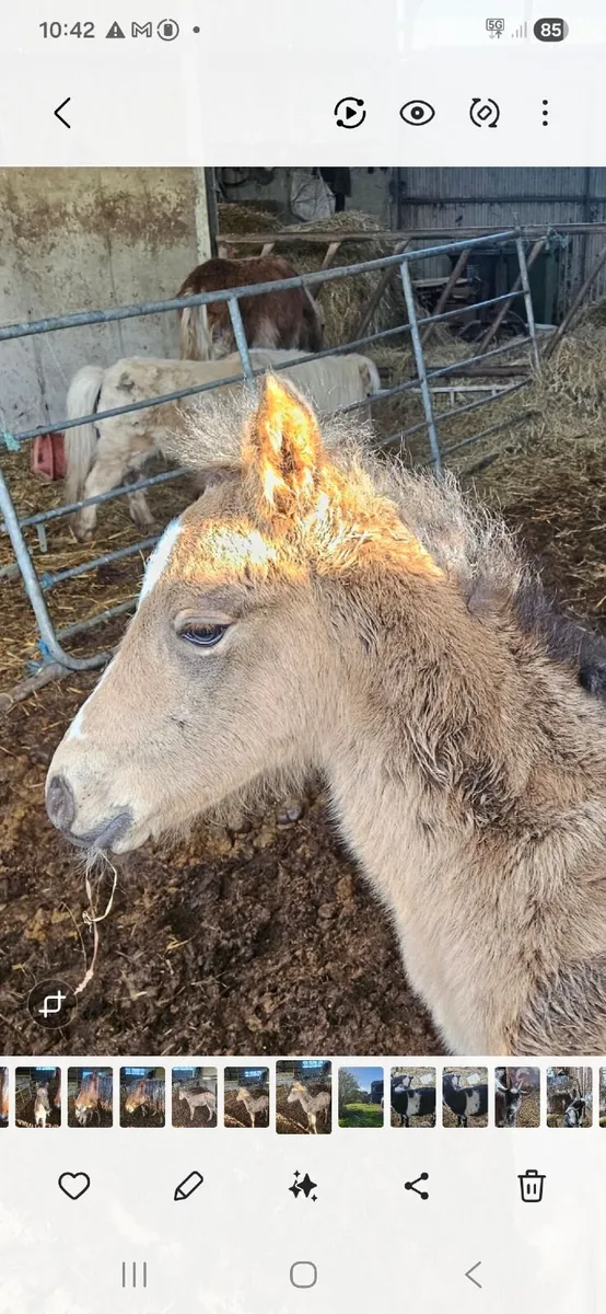 Connie mare & foal - Image 2