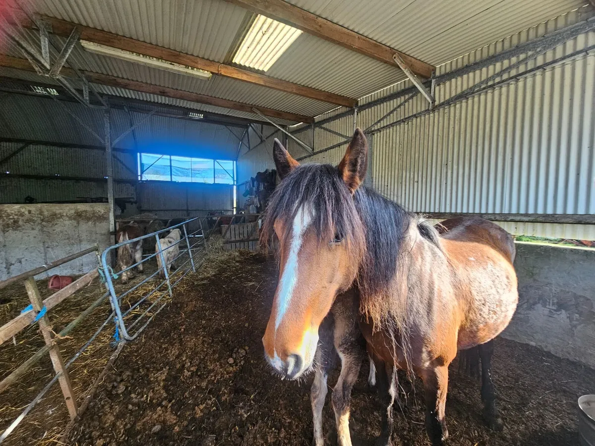 Connie mare & foal - Image 3