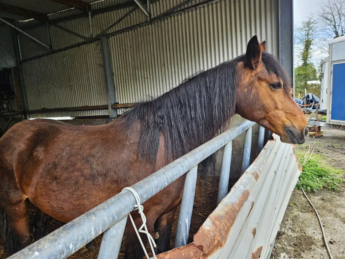 Connie mare & foal - Image 4