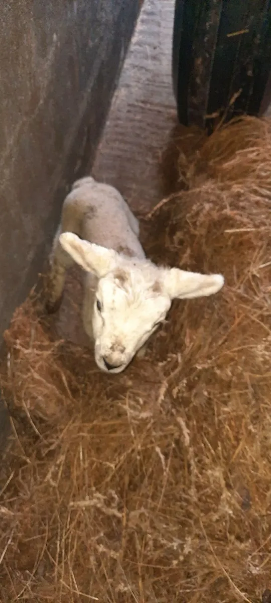 Foster lamb for sale - Image 4