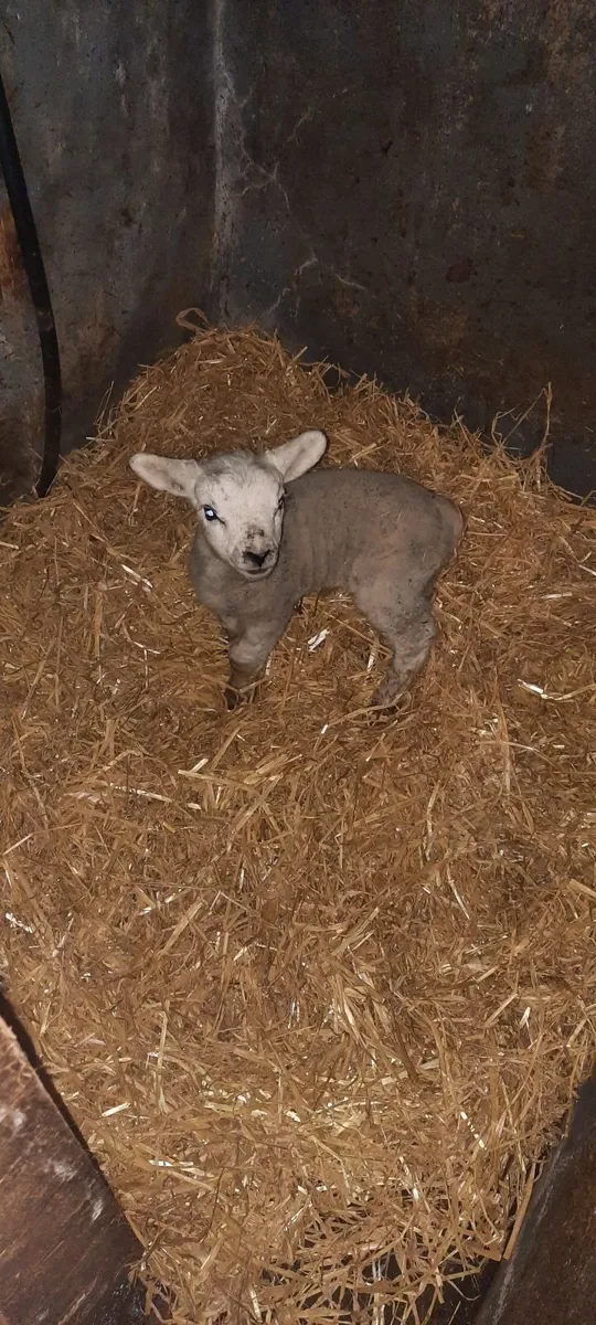 Foster lamb for sale - Image 3