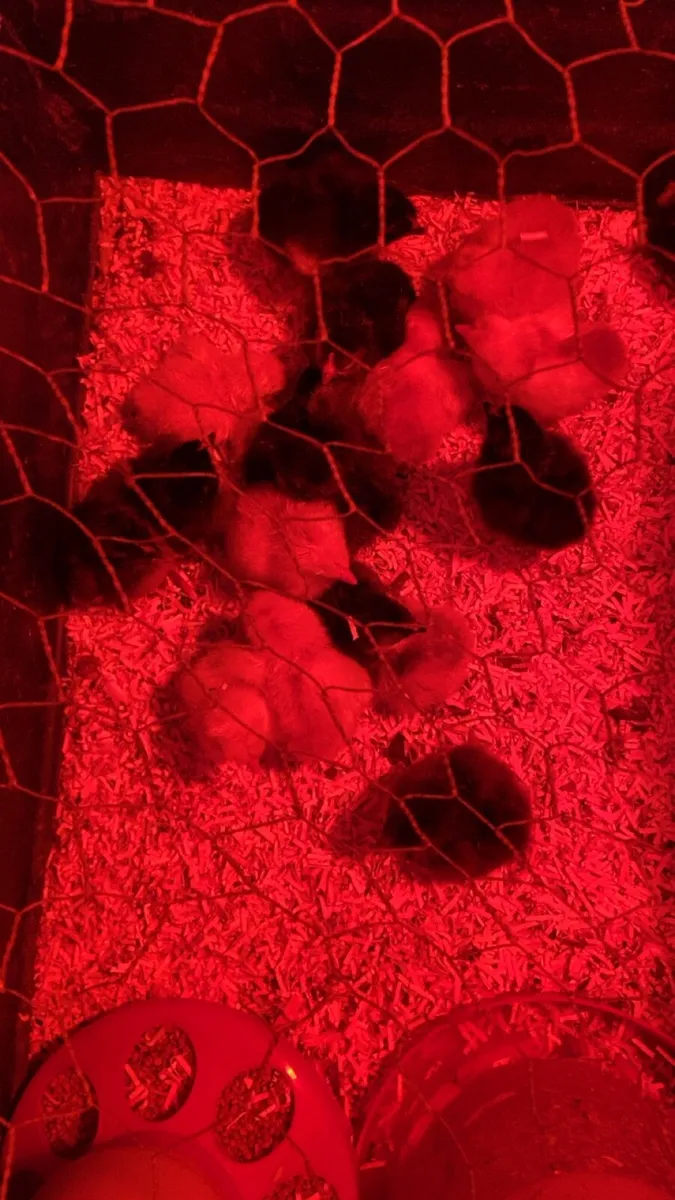 Chicks - Image 1