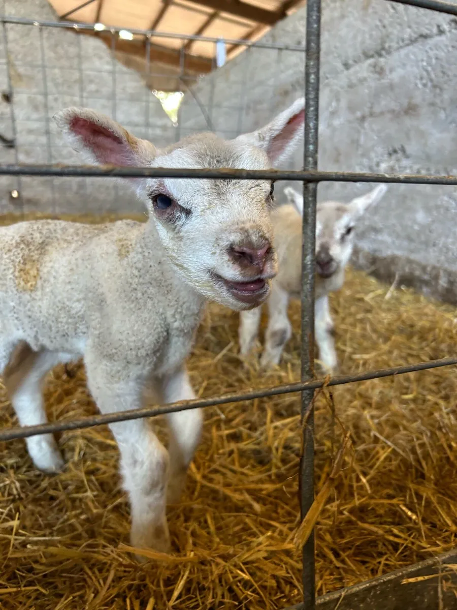 Pet Lamb - Image 1