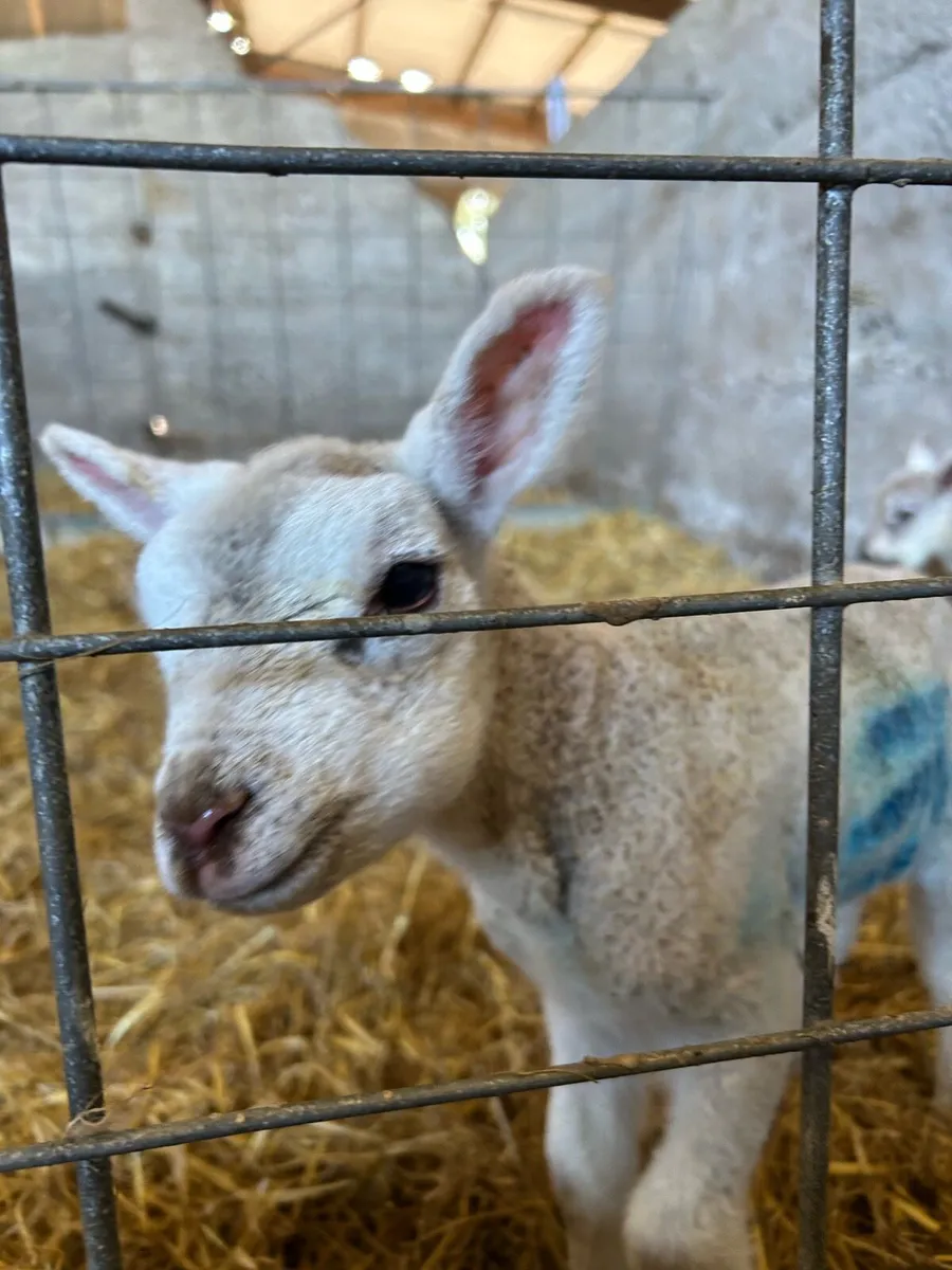 Pet Lamb - Image 4