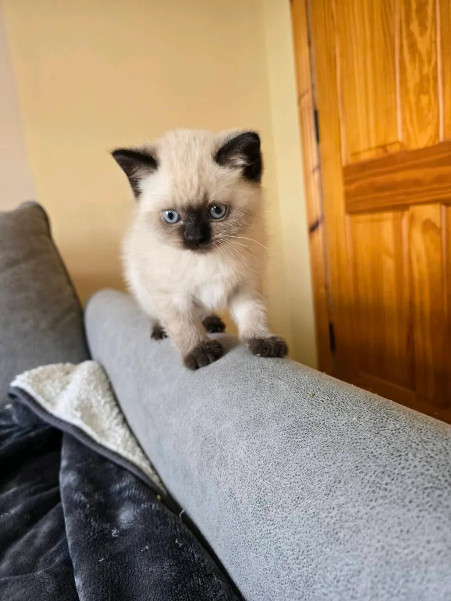 British Shorthair kittens - Image 2