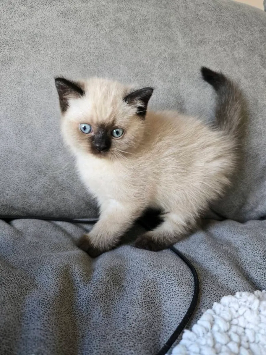 British Shorthair kittens - Image 1