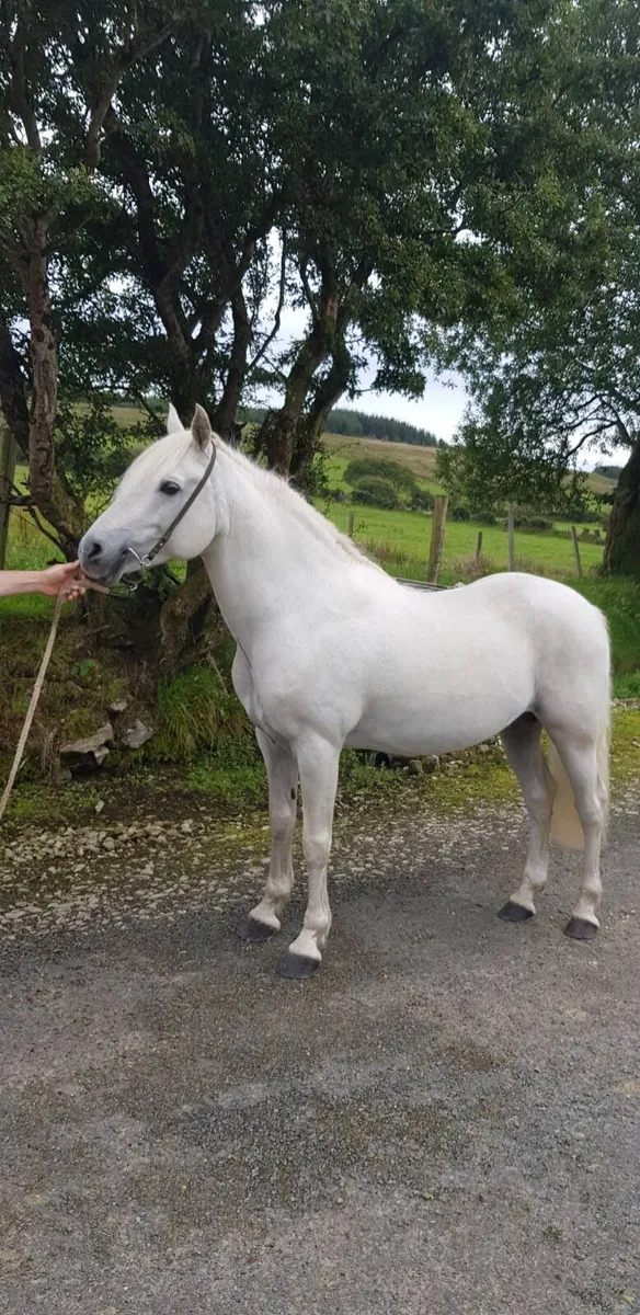 Connemara Class 1 - Image 1
