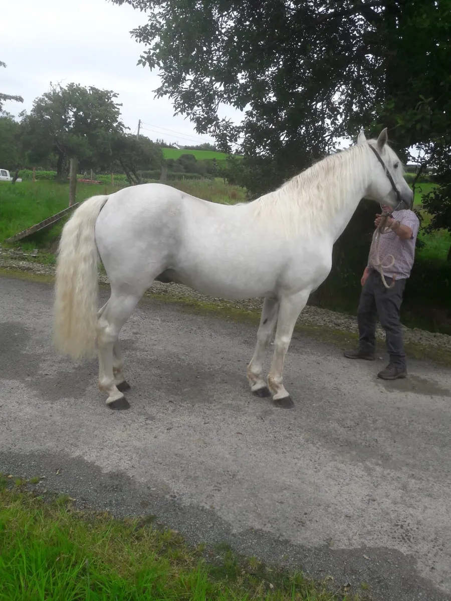 Connemara Class 1 - Image 2