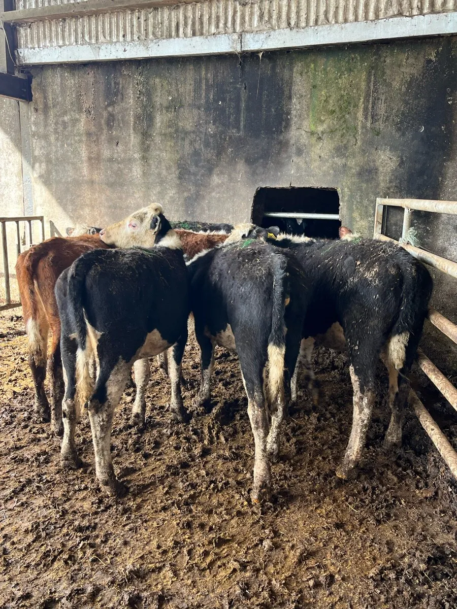 6 Hereford heifer weanlings 250kg - Image 1
