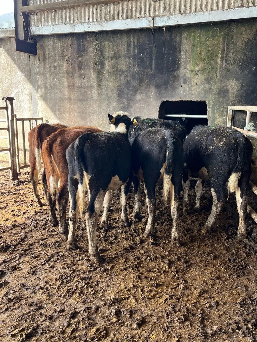 6 Hereford heifer weanlings 250kg - Image 2