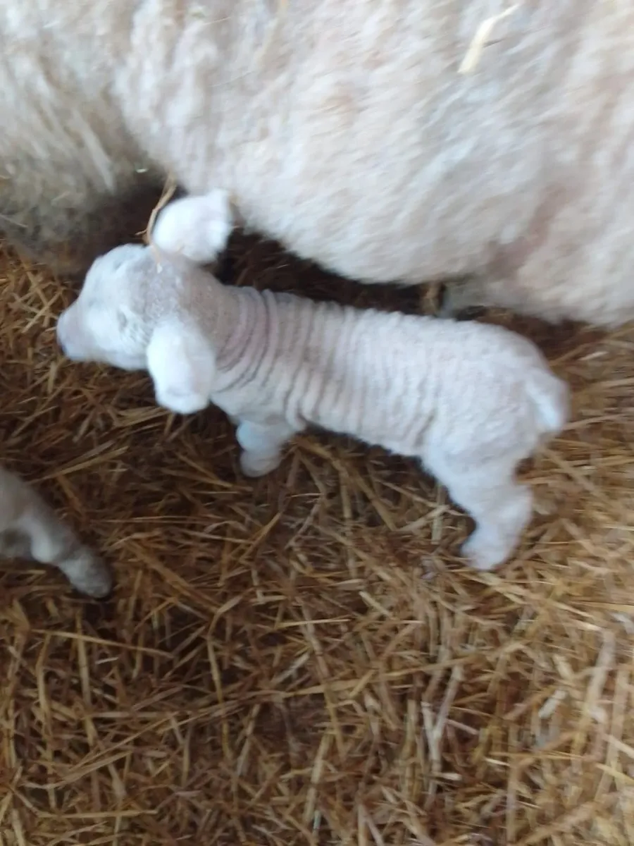 2 lambs. €40 each - Image 1