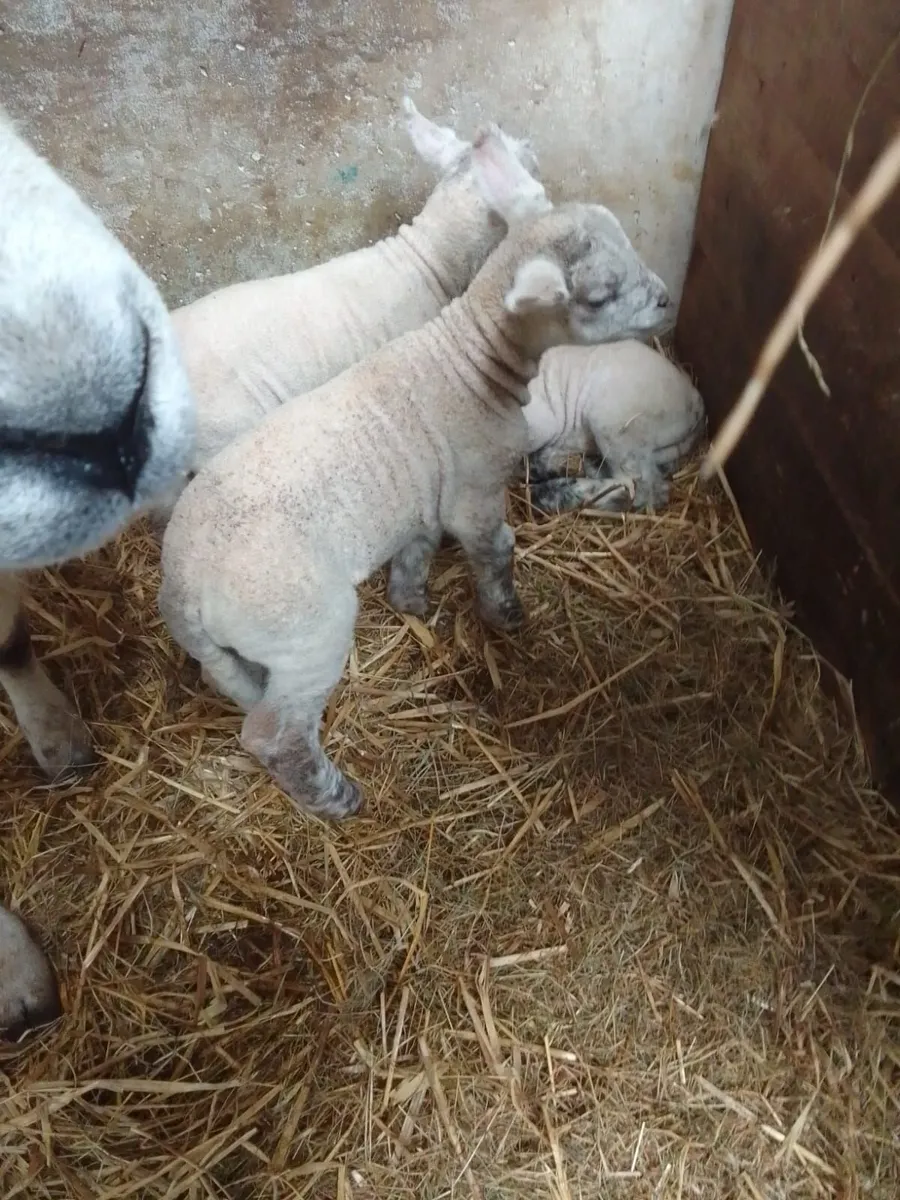 2 lambs. €40 each - Image 2