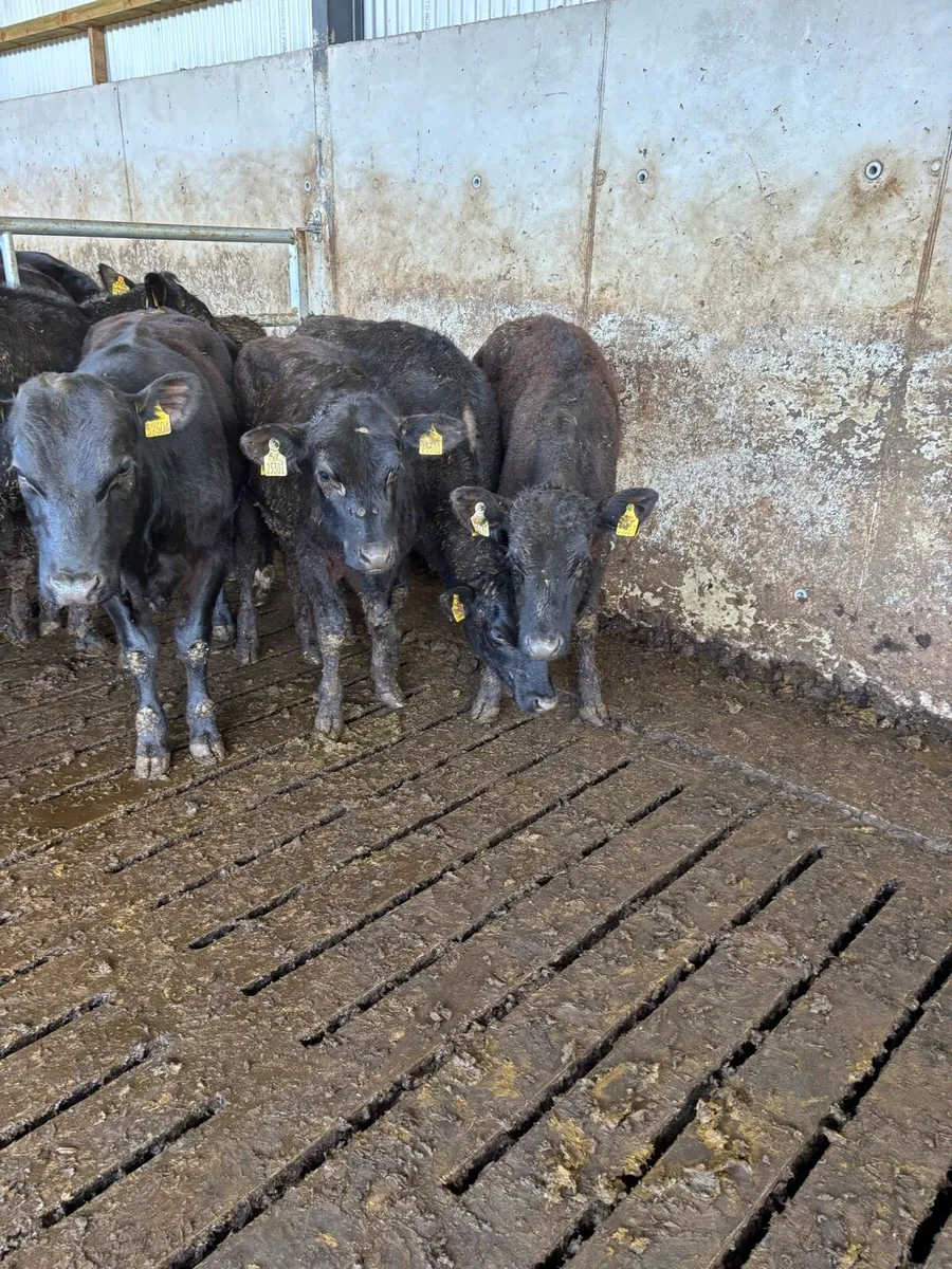 Angus and white head heifers - Image 3