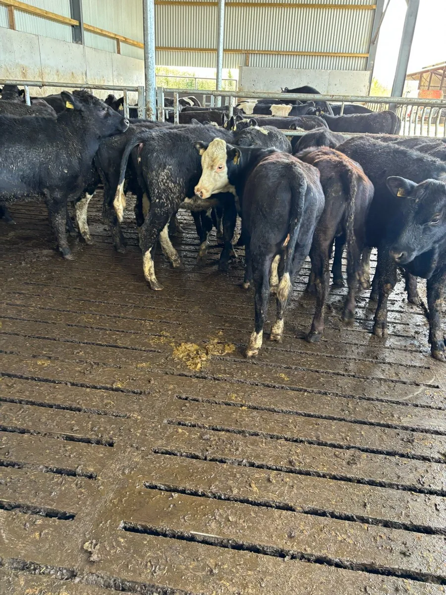 Angus and white head heifers - Image 4