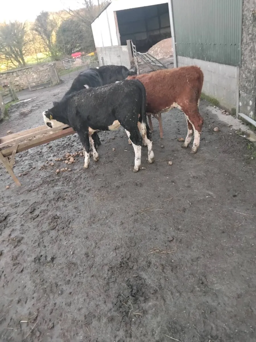 200kg cattle - Image 2