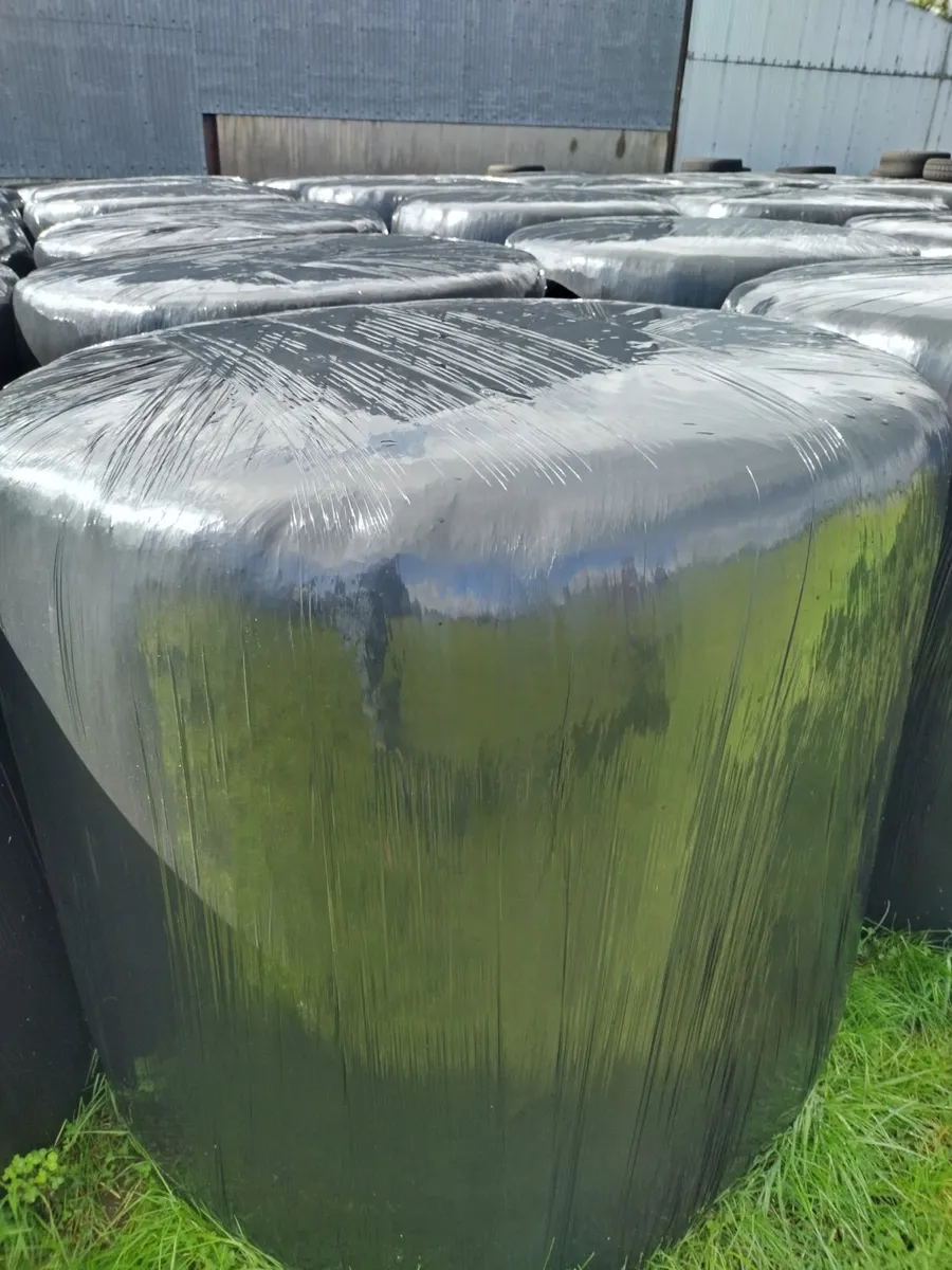 Good quality silage bales - Image 2
